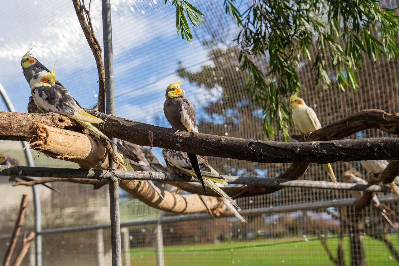 Cornwall Park aviary-05