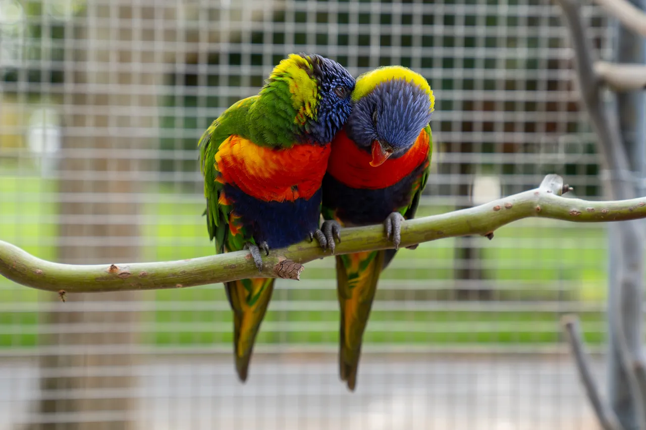 Cornwall Park aviary-18