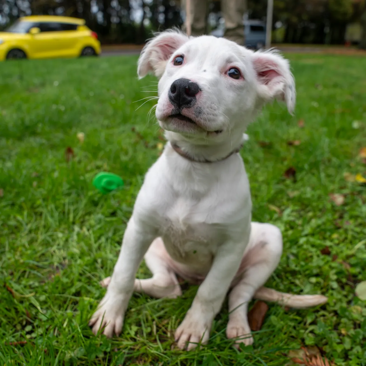 Dog-2