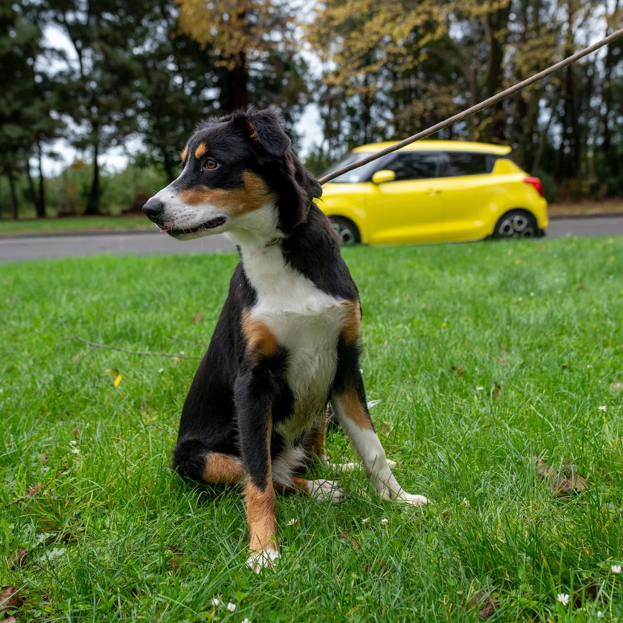 Dog-7