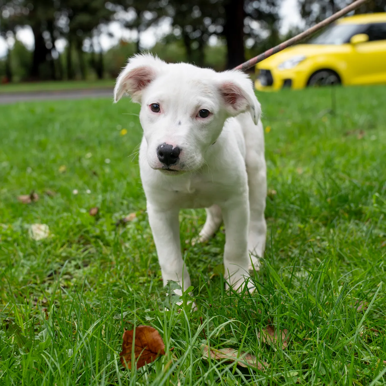 Dog-1