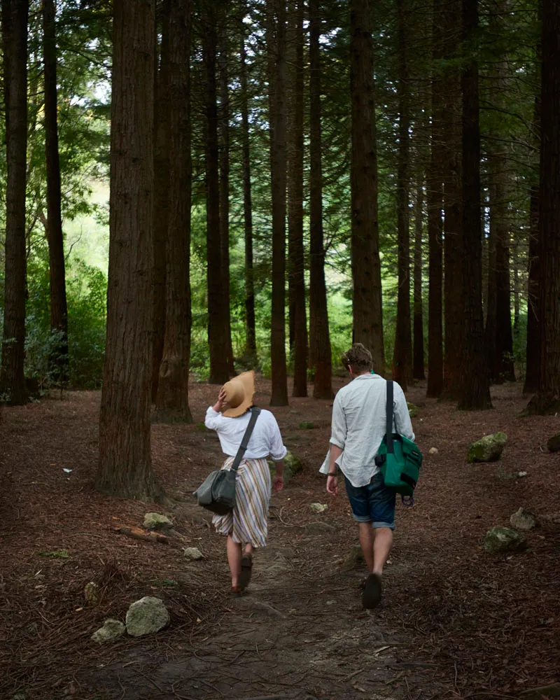 Couple Walking Through The Redwoods