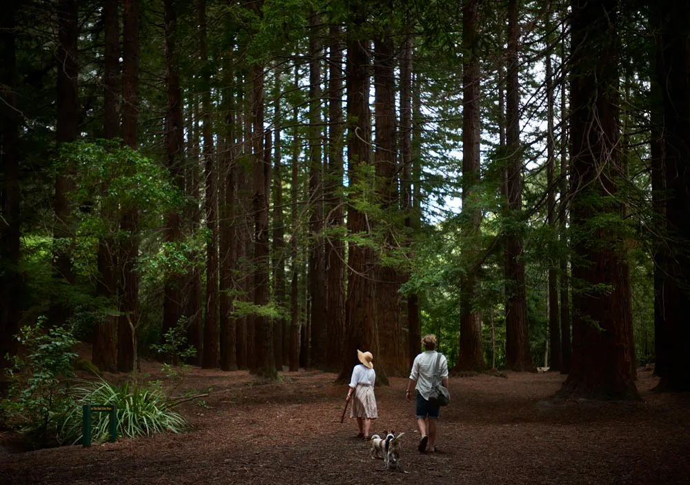 Walk through The Redwoods