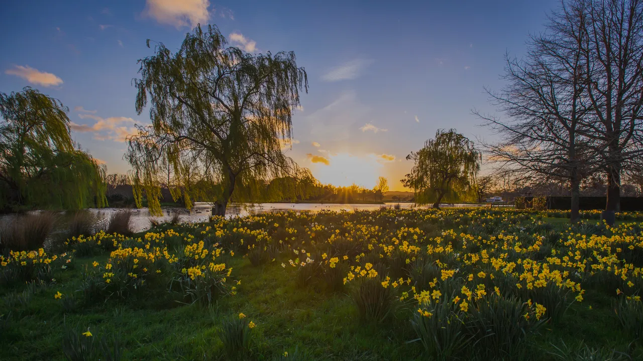 Taniwha Daffodils at Sunrise