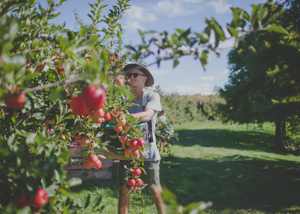 Apple picking in Hawke's Bay