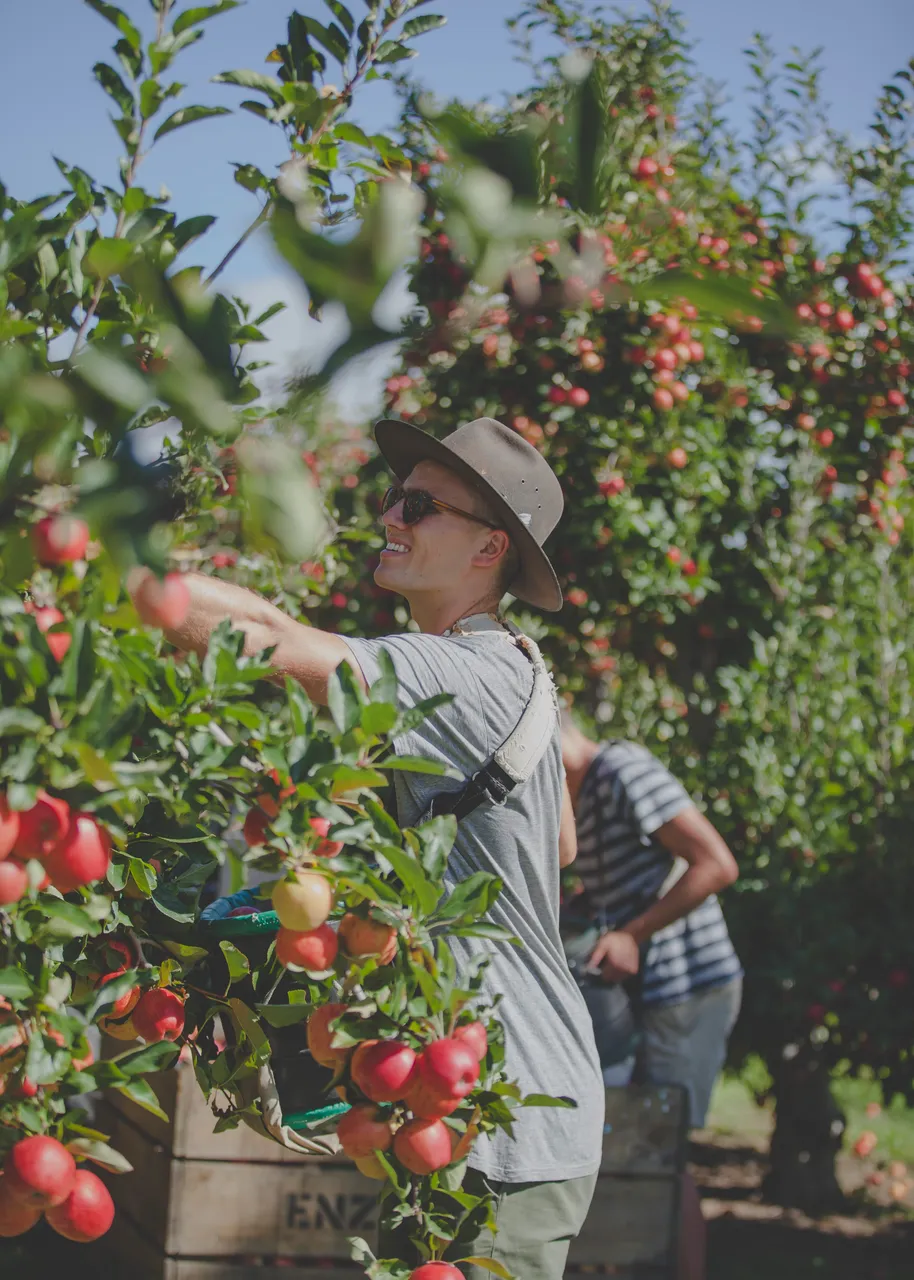 Apple picking in Hawke's Bay