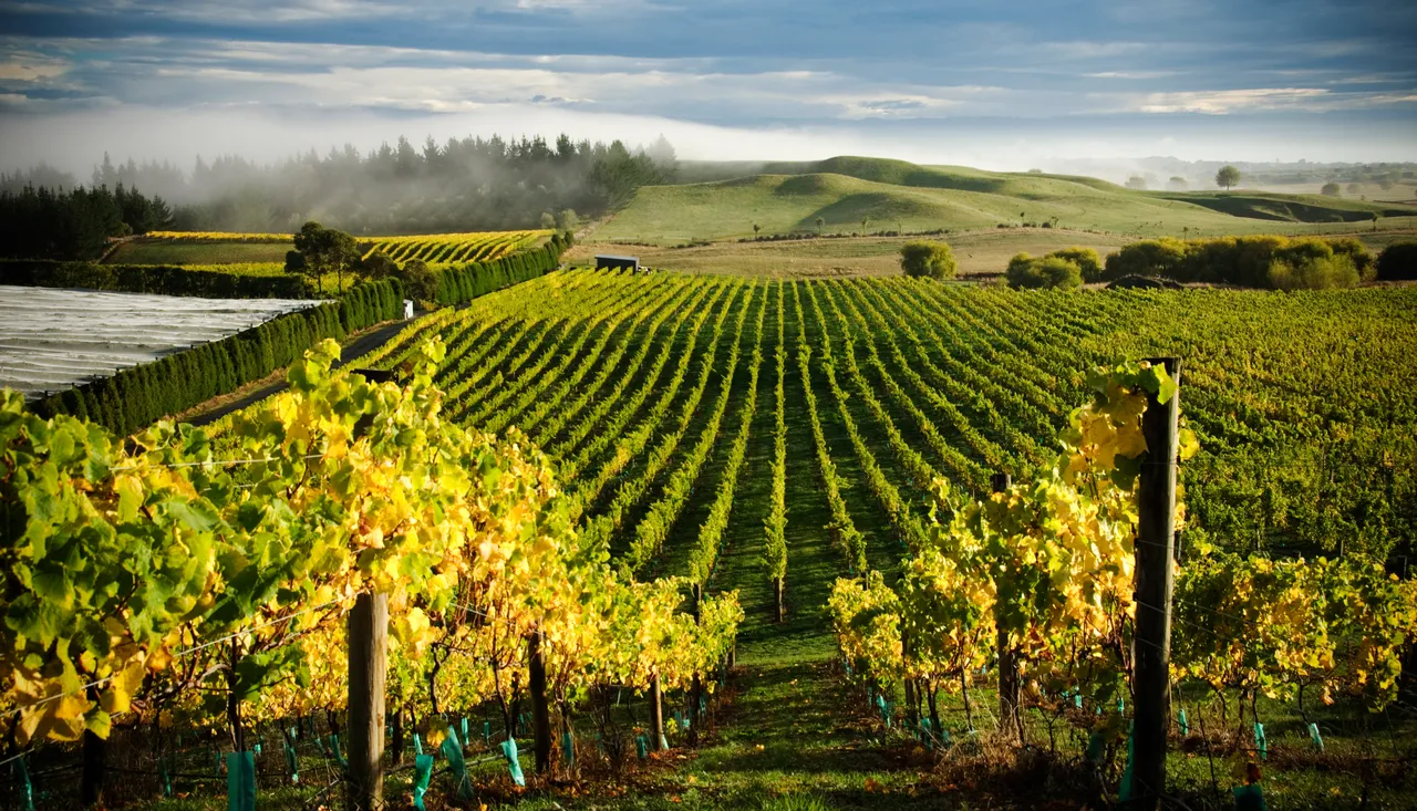 Millar Road Vines with Sea Fog