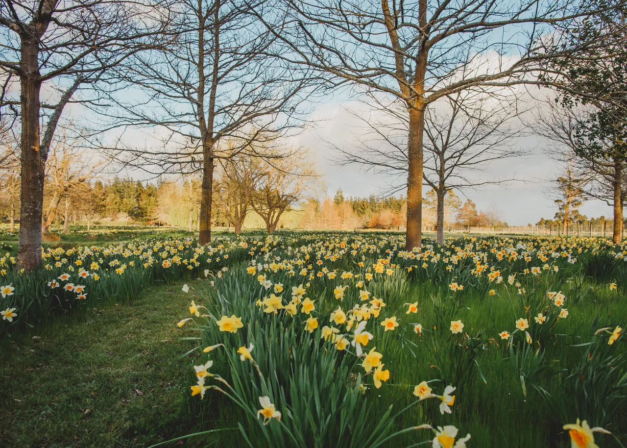Taniwha Daffodils