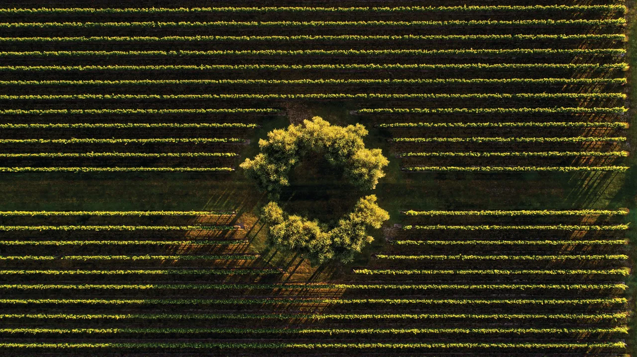 Craggy Range Vines from Above