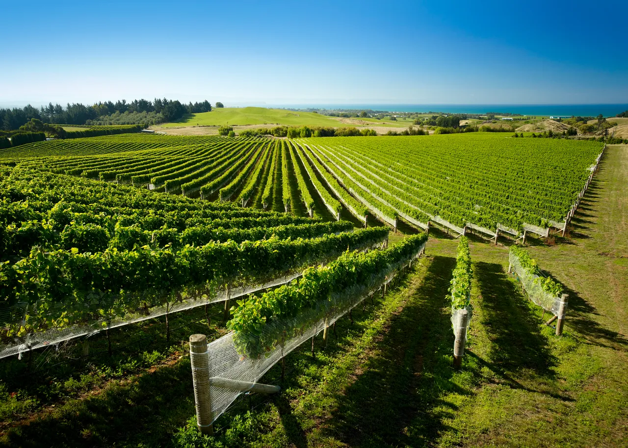 Millar Road Vineyard
