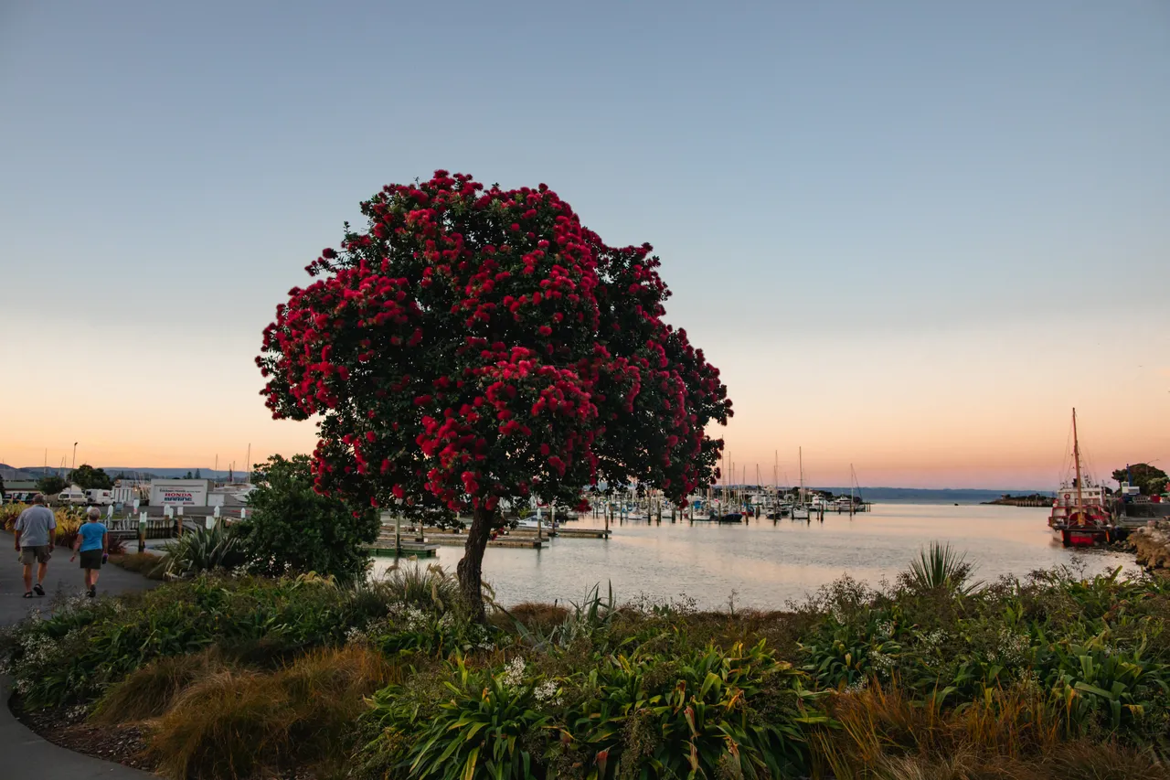 Ahuriri Marina at sunset