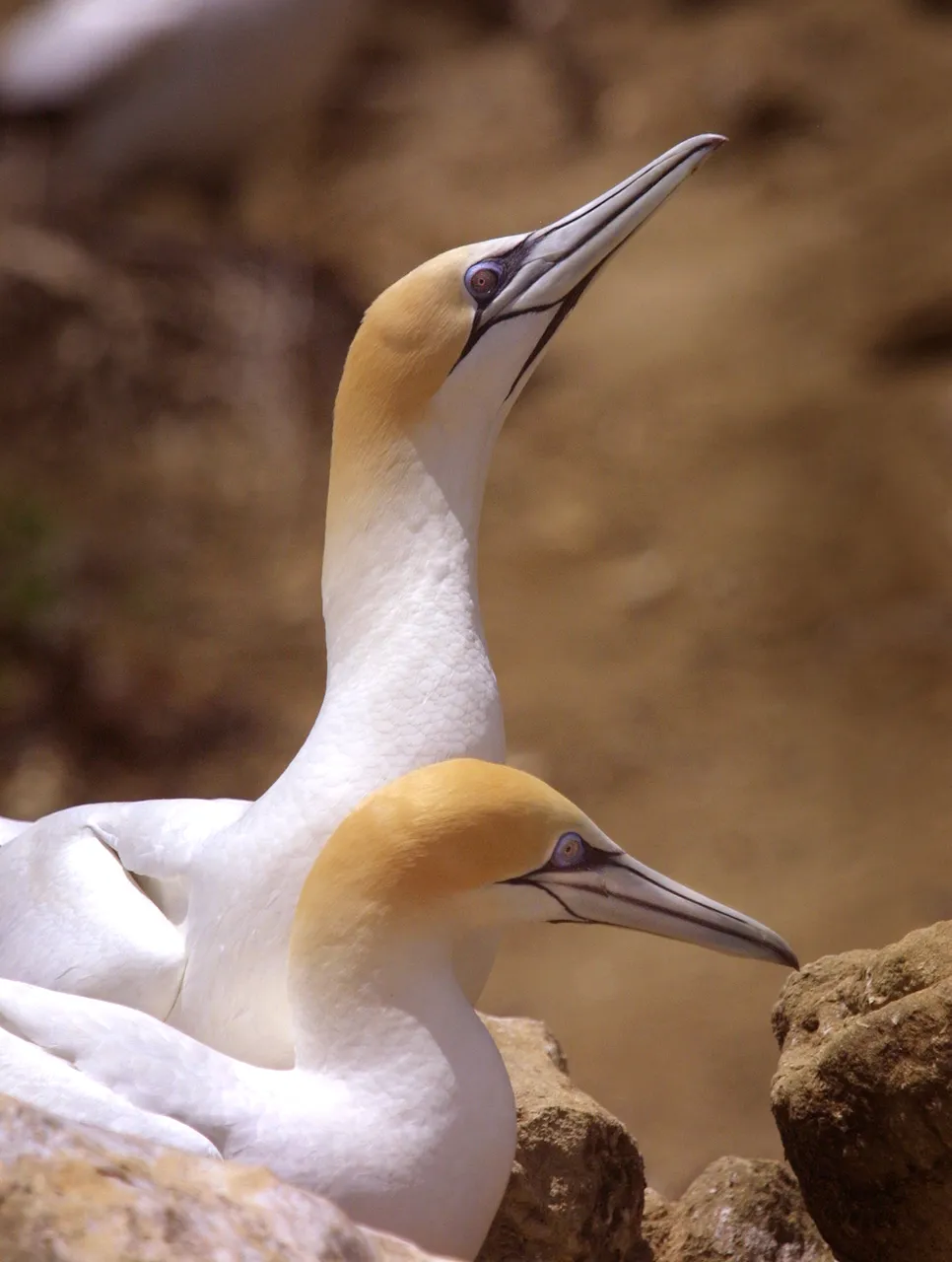 Gannets close up