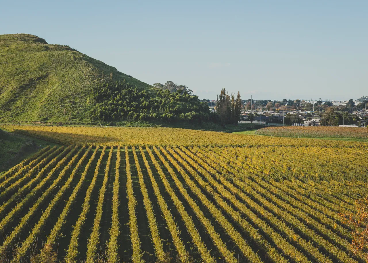 Mission Estate Winery Vineyards