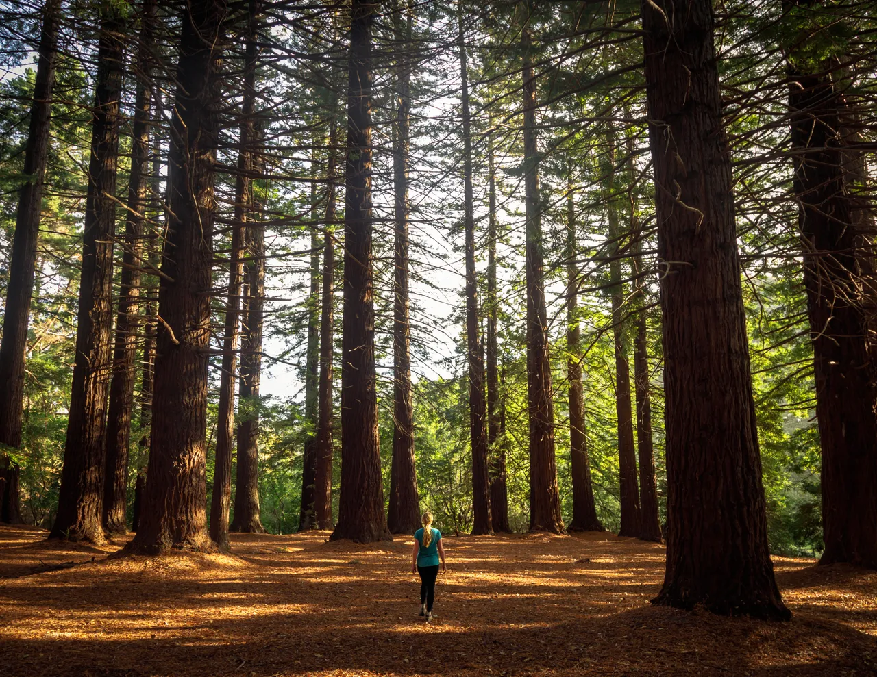 Walking in the Redwoods at Te Mata Peak Park