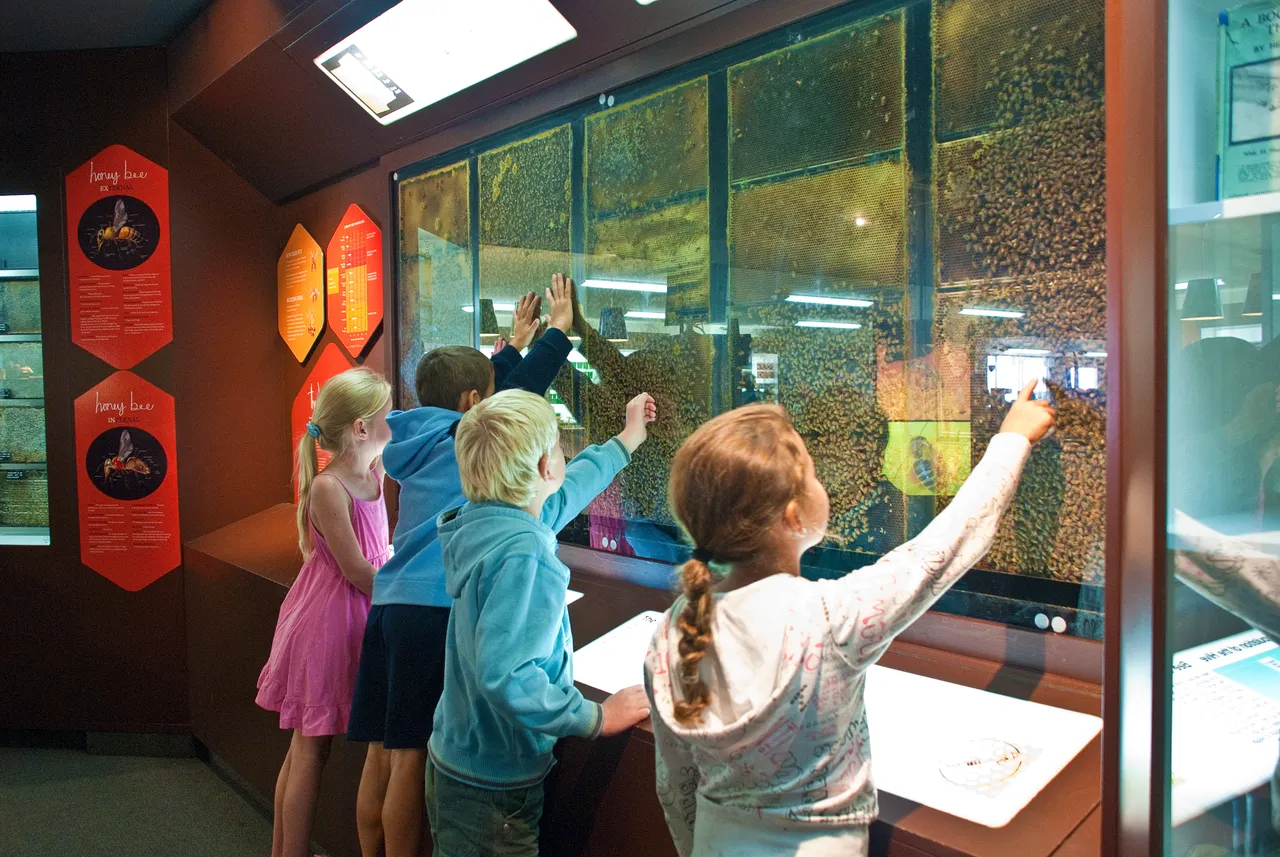 Arataki Honey Children looking at Bee Wall