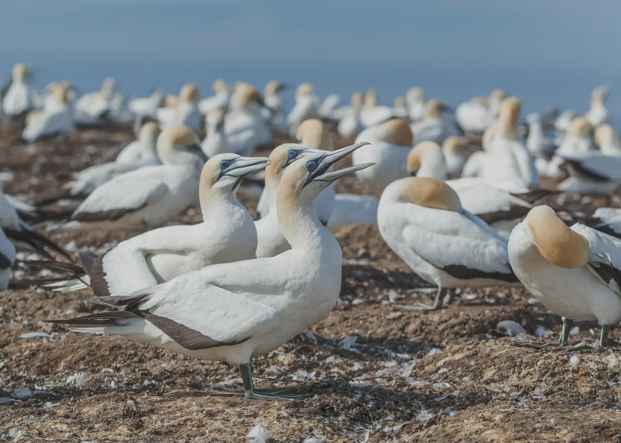 Up-close gannets at Cape Kidnappers