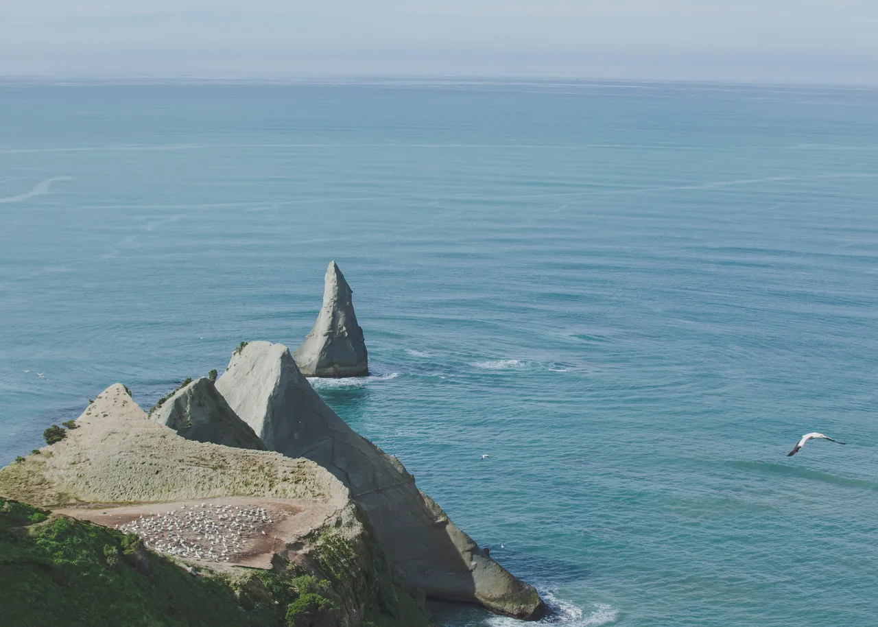 Gannets at Cape Kidnappers