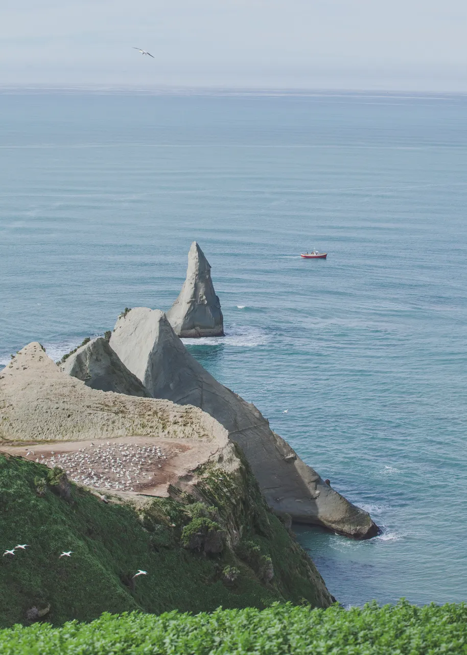 See the gannets at Cape Kidnappers