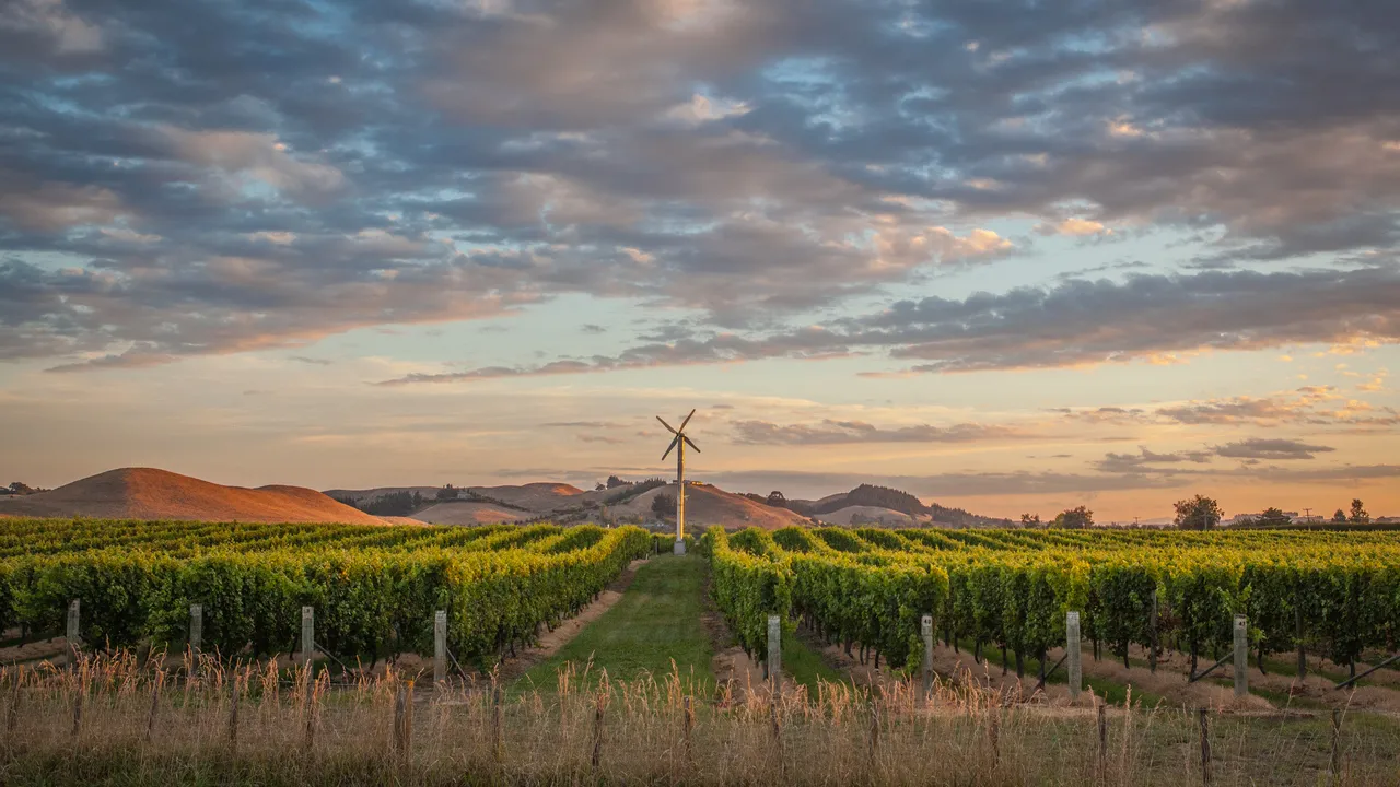 Grape Vines
