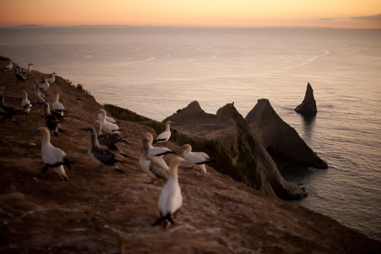 Gannet Colony at Cape Kidnappers