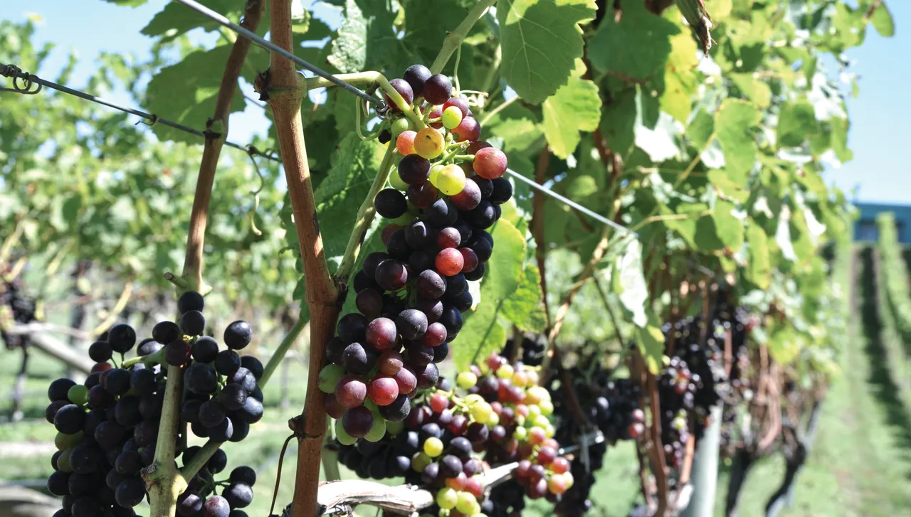 Elephant Hill Te Awanga Syrah