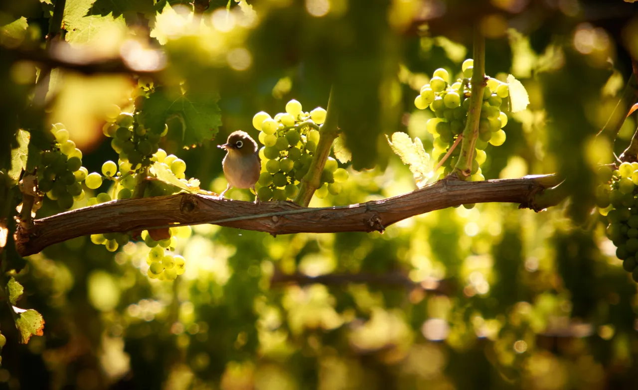Elephant Hill Vines