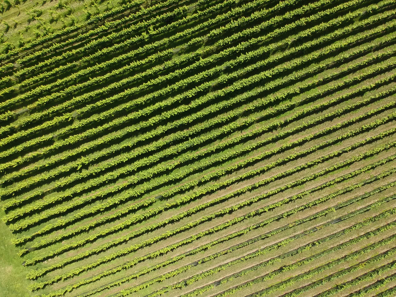 Elephant Hill Vines from above