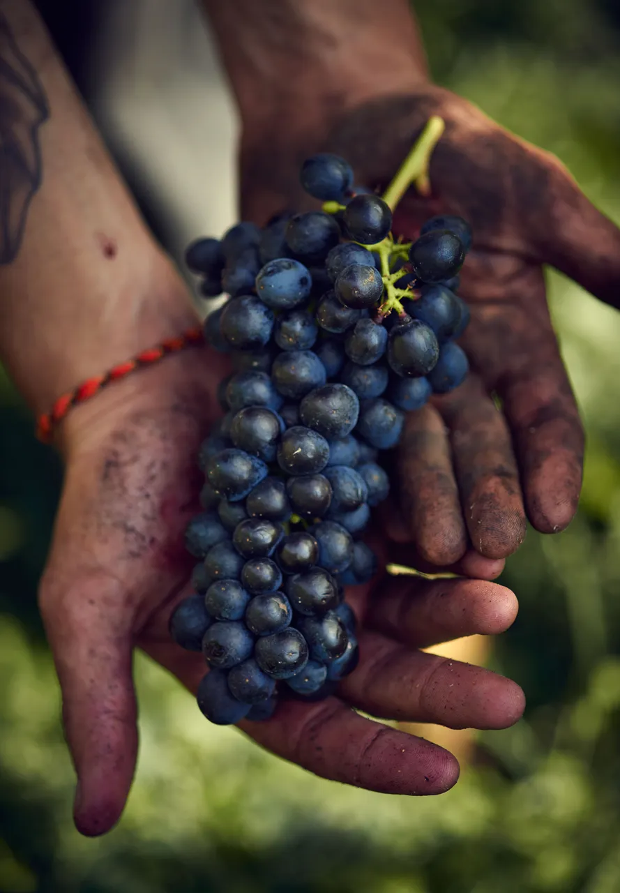 Elephant Hill Syrah