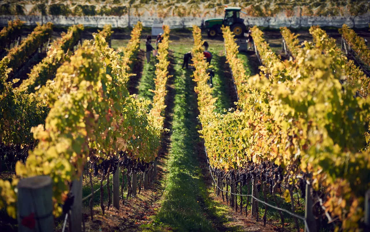 Elephant Hill Te Awanga Vines