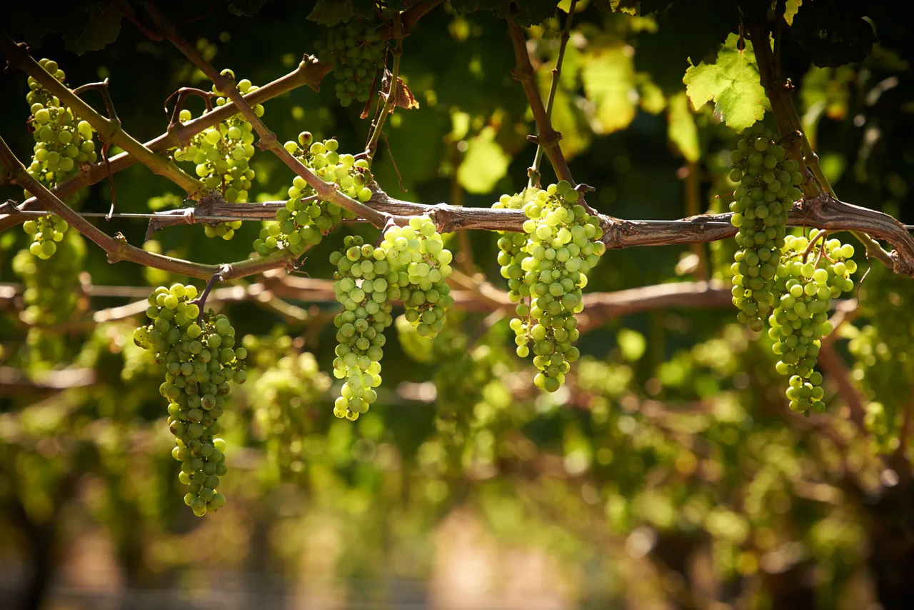 Elephant Hill Vines