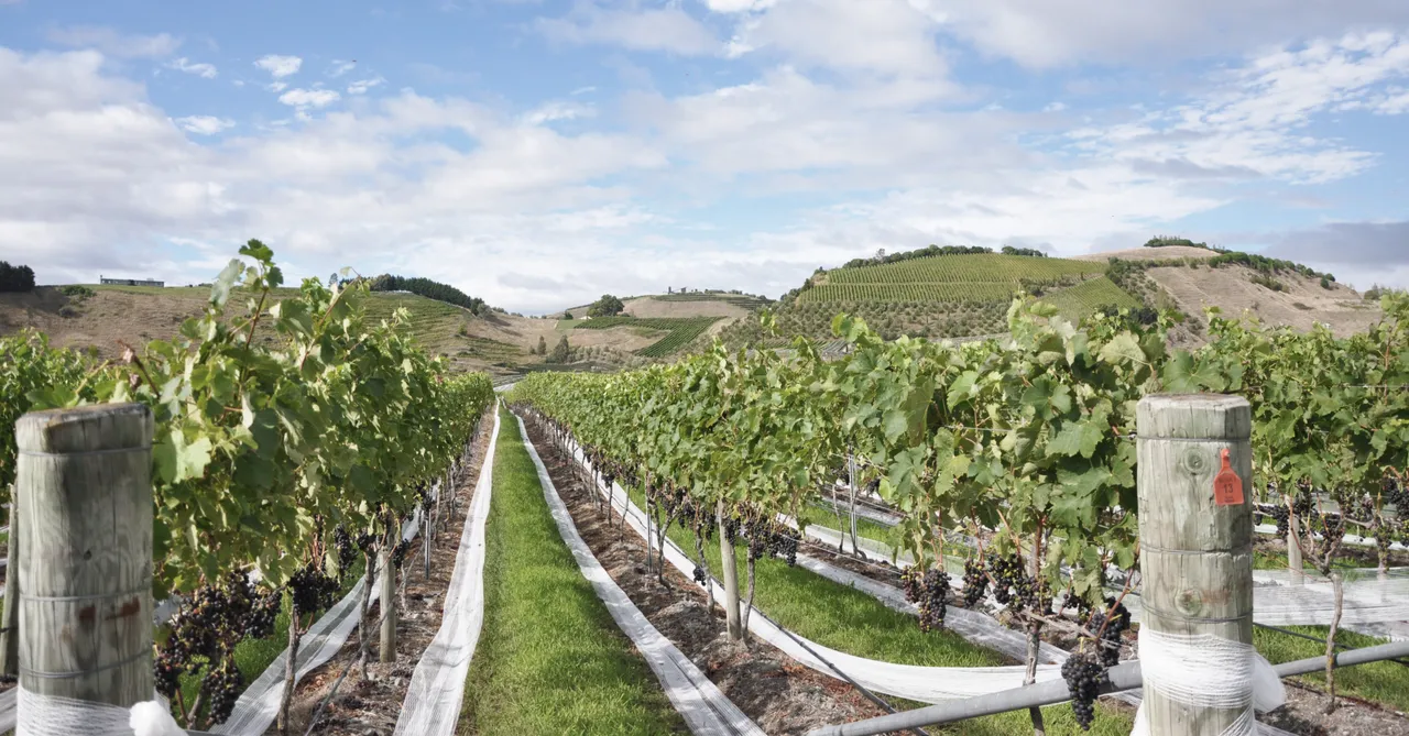 Elephant Hill Vineyard - Gimblett Syrah