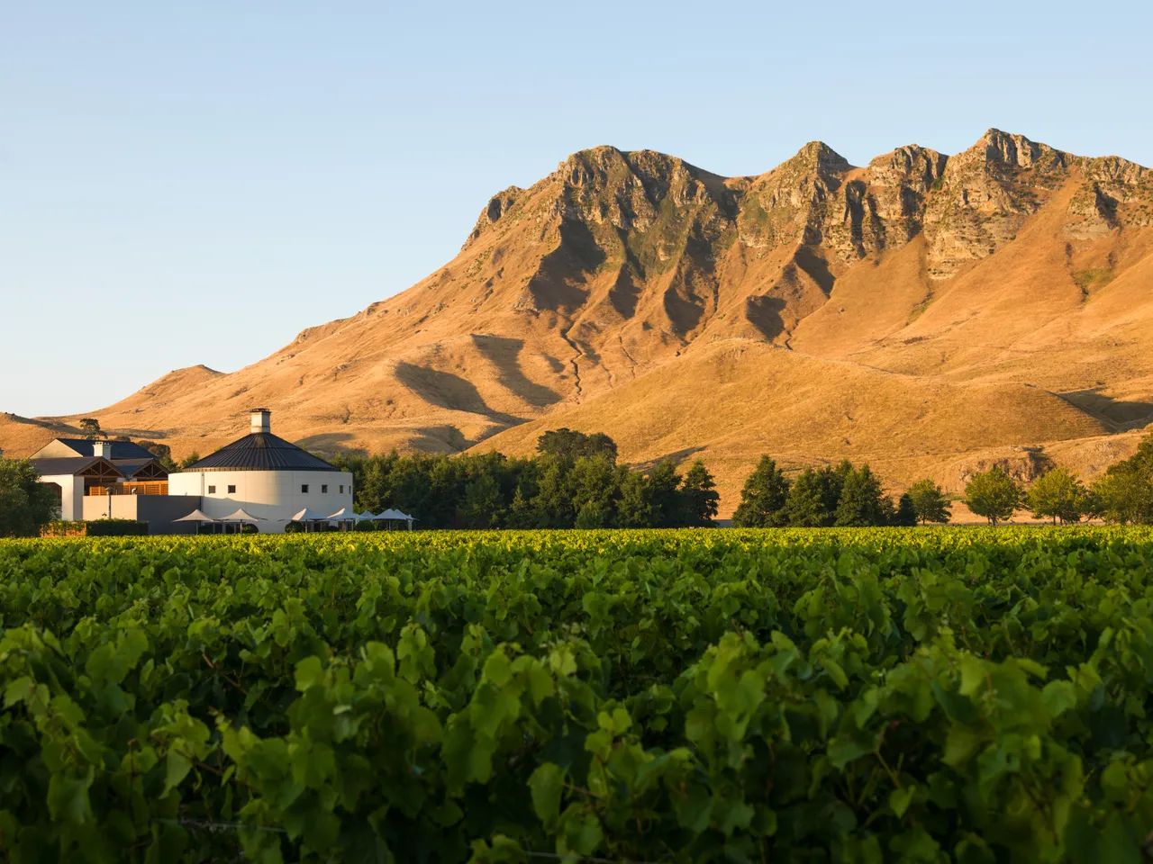 Craggy Range Views of Winery Peak from Vines