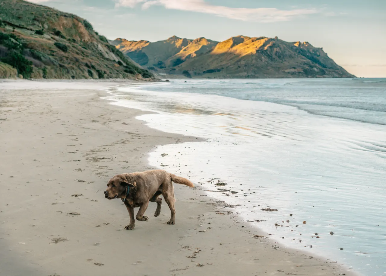Kairakau Beach Dog Walking