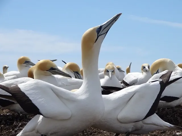 Gannet