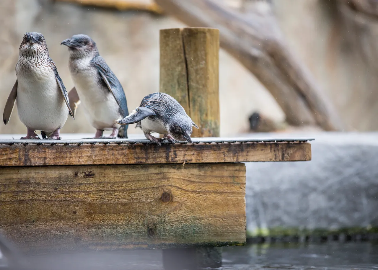 Resized Little Penguins on Pier