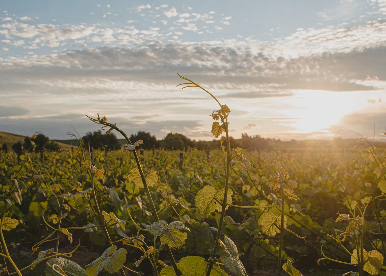Sileni vineyard sunset