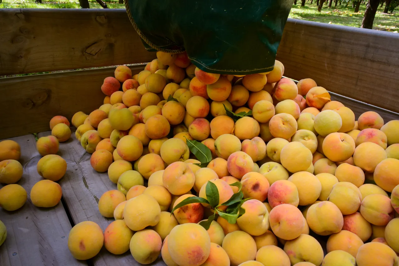 Hawkes Bay peaches Jan 2021 24