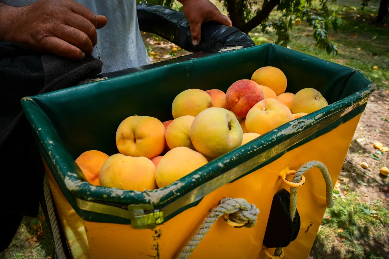 Hawkes Bay peaches Jan 2021 21