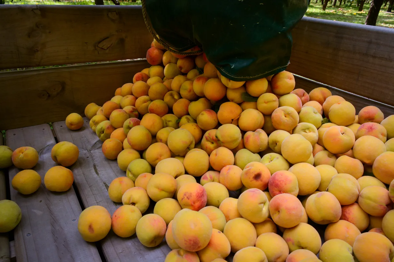 Hawkes Bay peaches Jan 2021 22