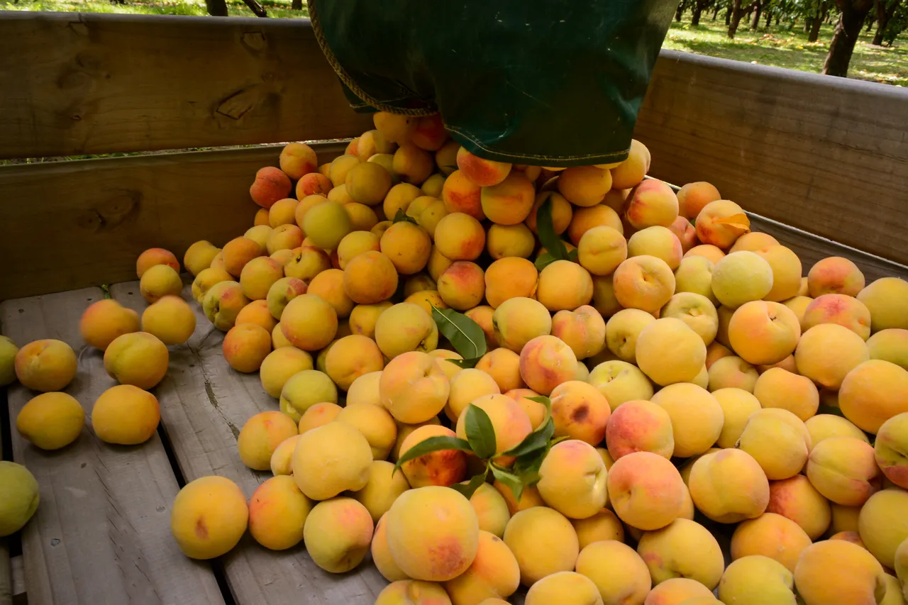 Hawkes Bay peaches Jan 2021 23
