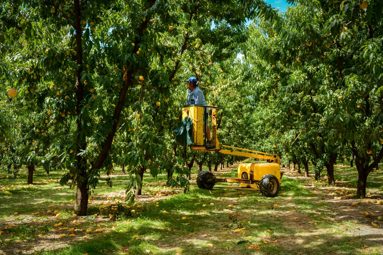 Hawkes Bay peaches Jan 2021 19