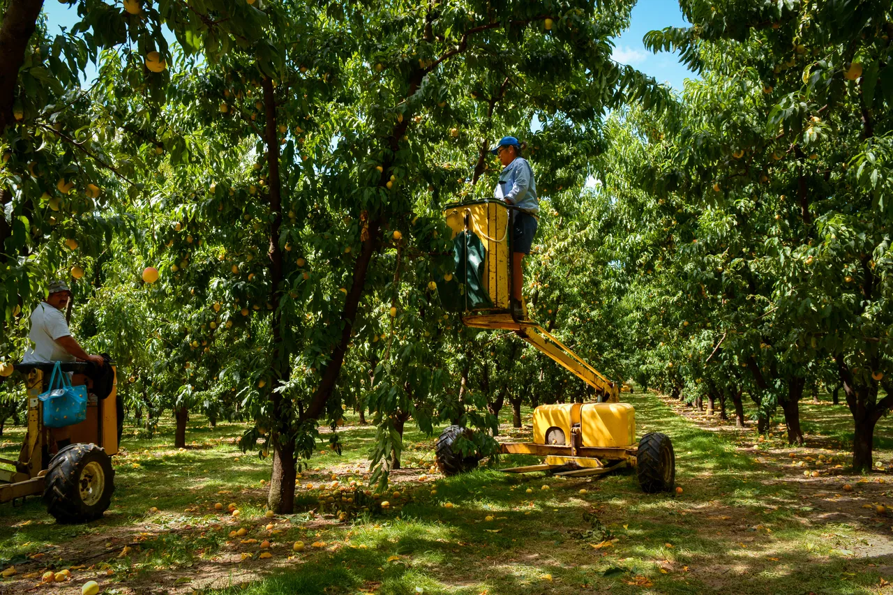 Hawkes Bay peaches Jan 2021 16
