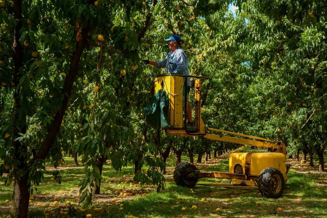 Hawkes Bay peaches Jan 2021 18