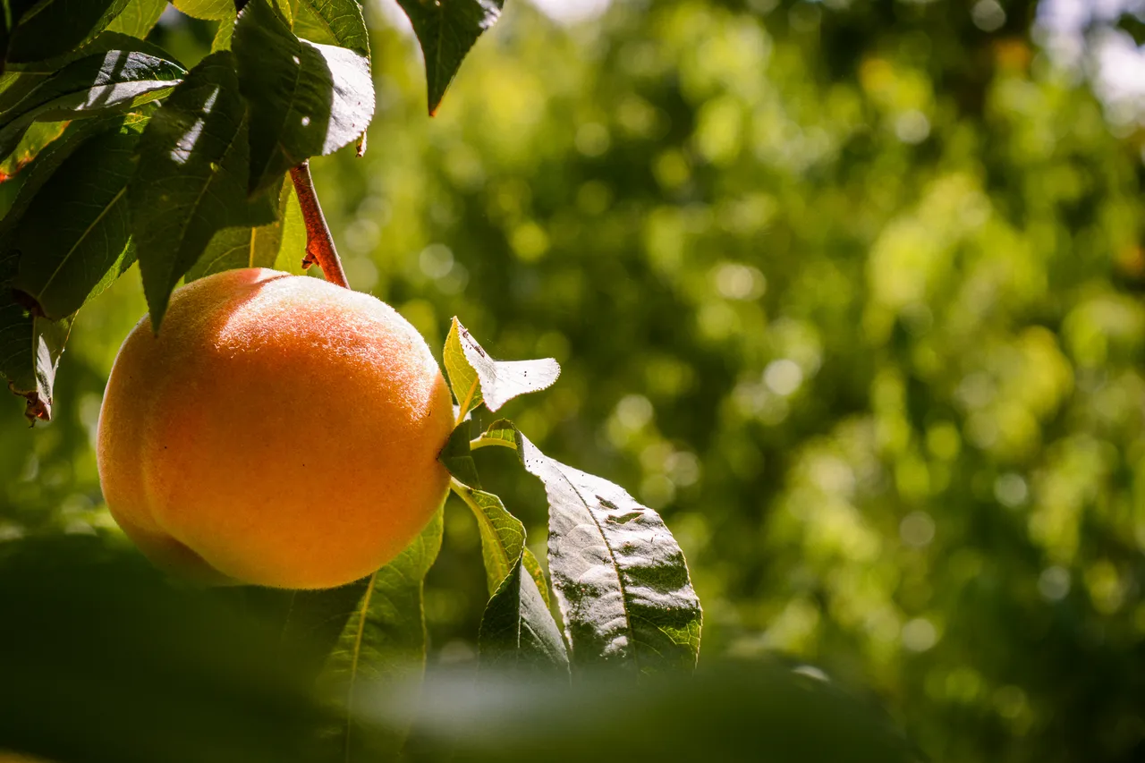 Album cover Summerfruit