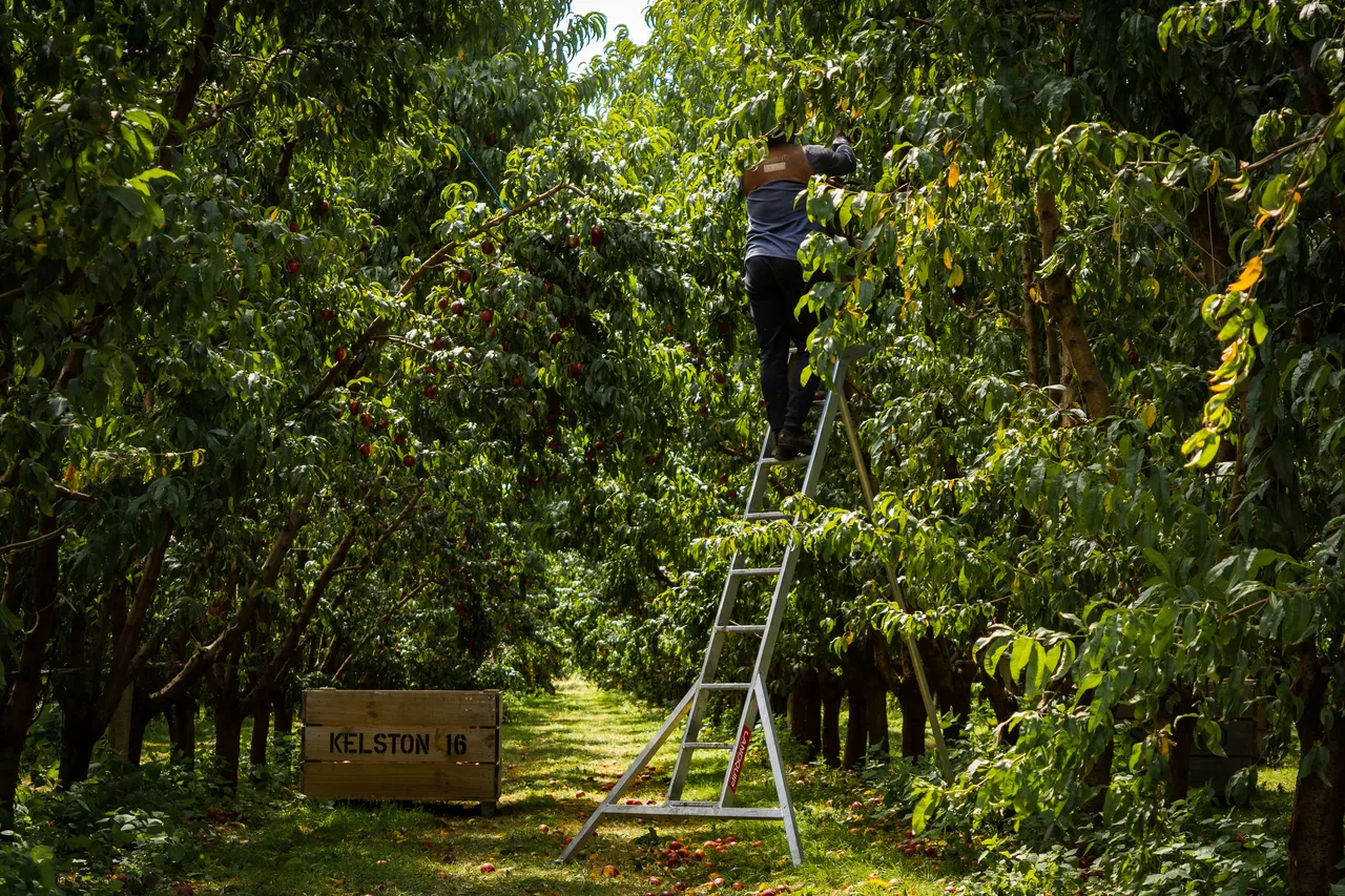 Hawkes Bay nectarines Jan 2021-57