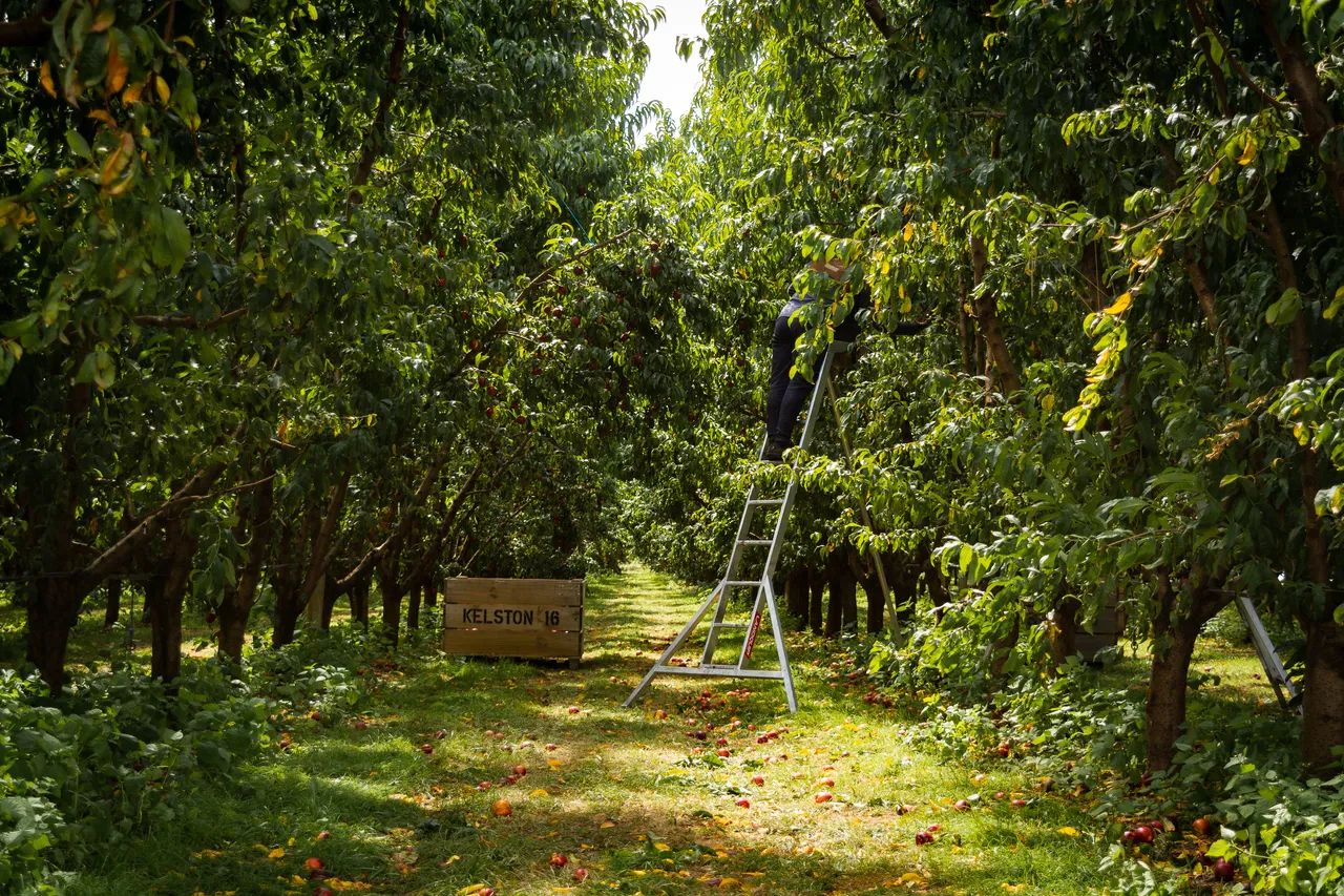 Hawkes Bay nectarines Jan 2021-56