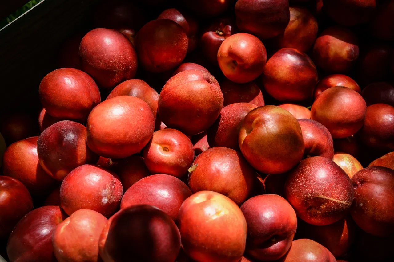 Hawkes Bay nectarines Jan 2021-51