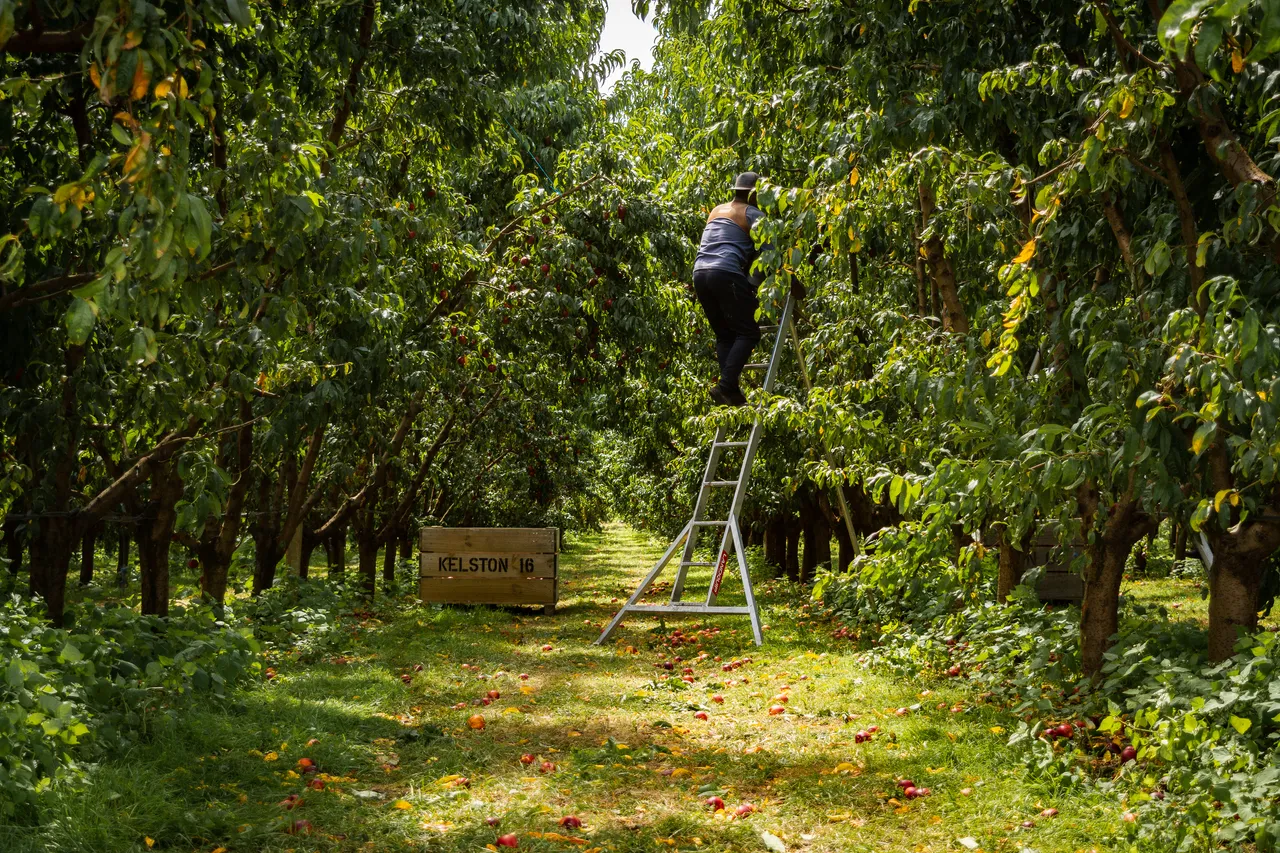 Hawkes Bay nectarines Jan 2021-59