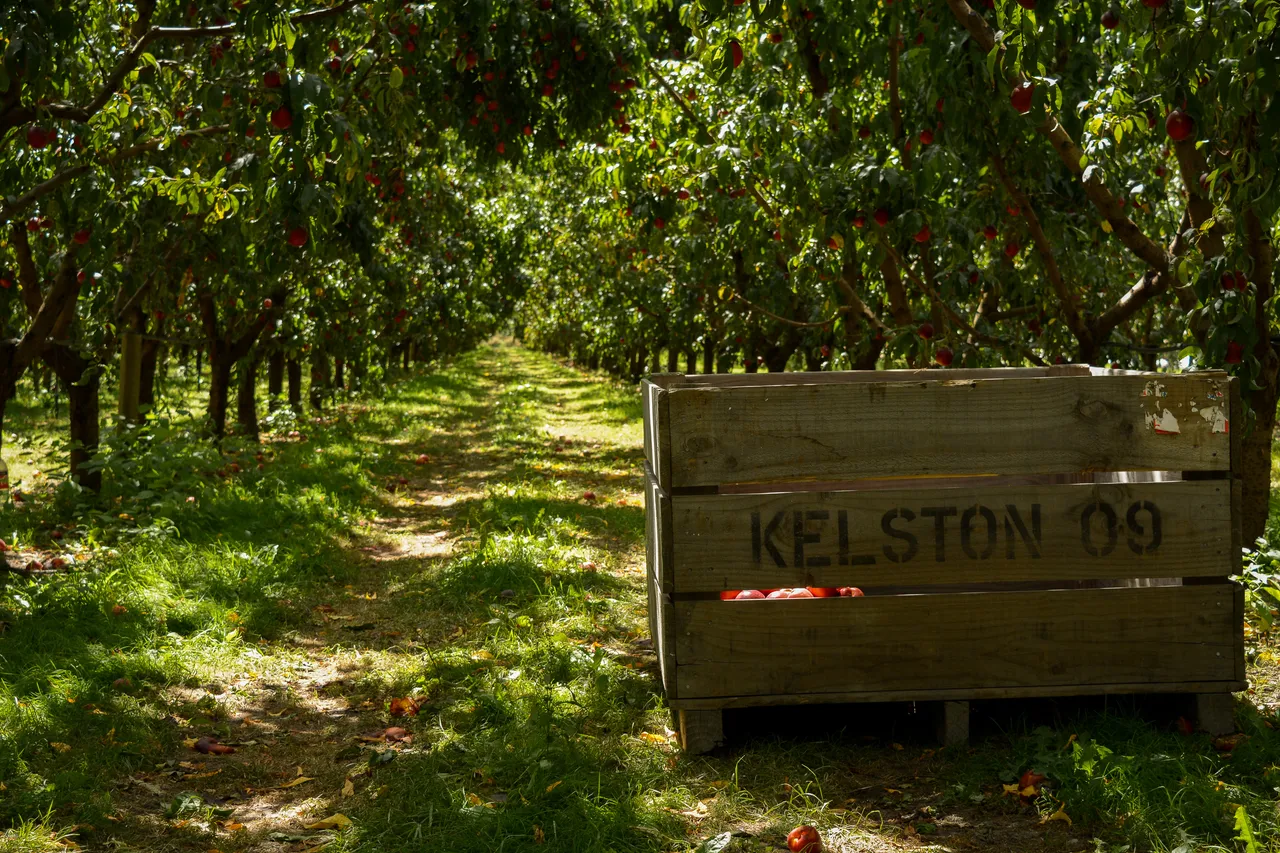 Hawkes Bay nectarines Jan 2021-48