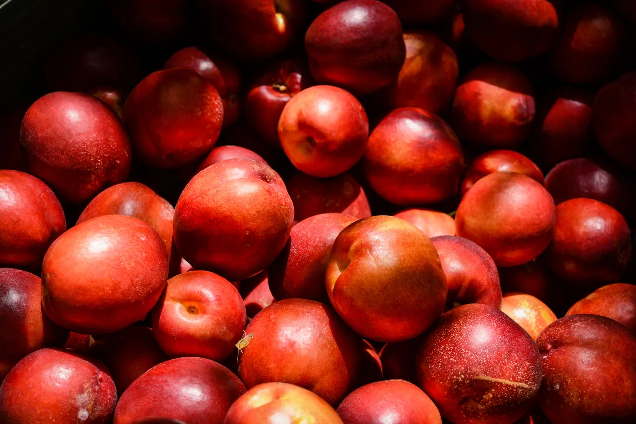 Hawkes Bay nectarines Jan 2021-50